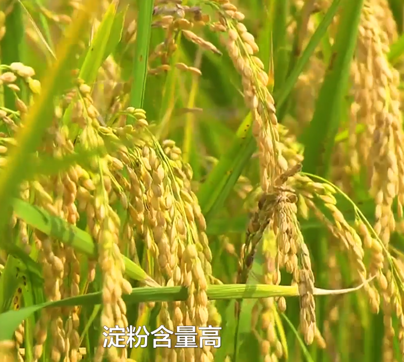 德鑫全总部的加盟电话是多少？